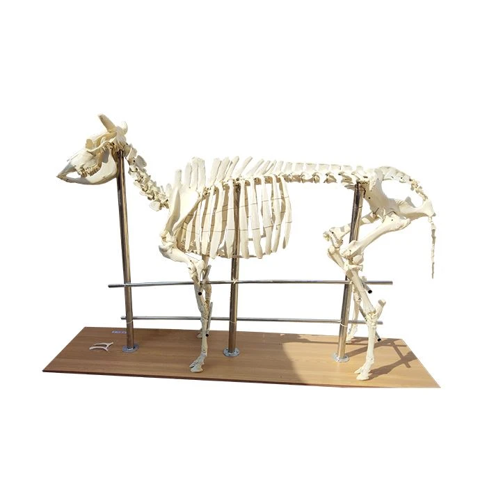 Cow Bones