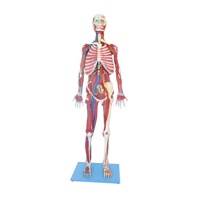 Deep Muscles, Vascular And Nerves Of Whole Body Soft Silicone Anatomy Model