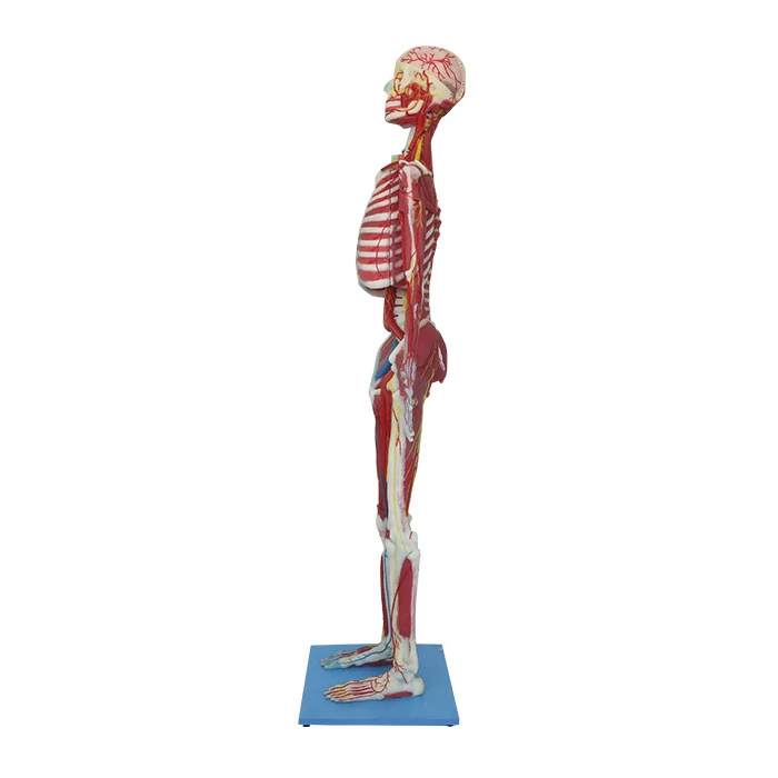 Deep Muscles, Vascular And Nerves Of Whole Body Soft Silicone Anatomy Model for Sale