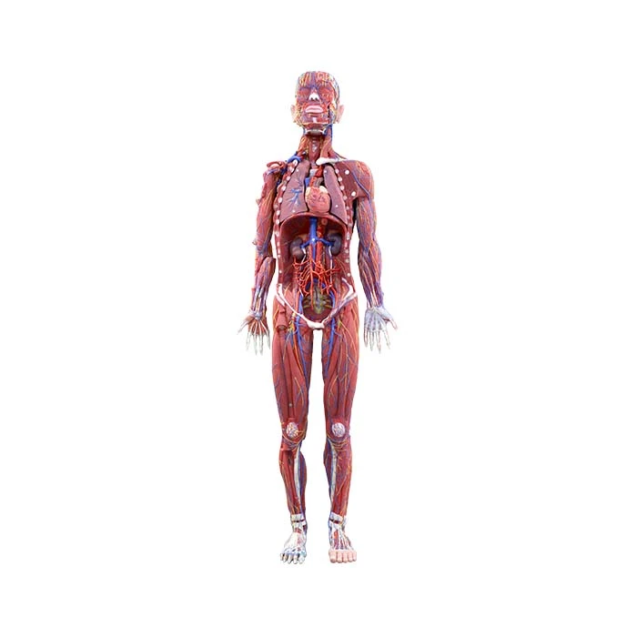 Anatomie -Körpermodell
