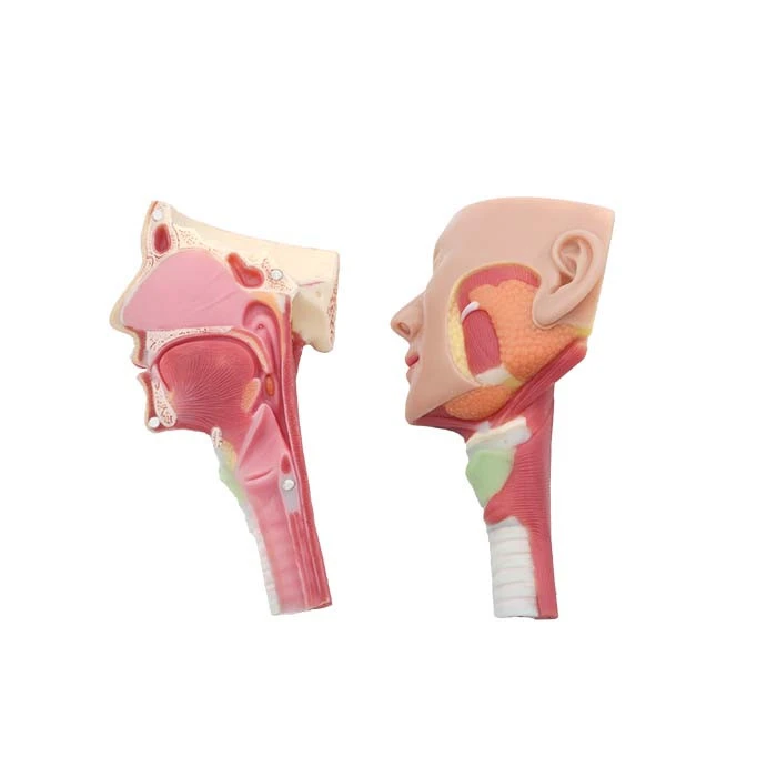 Model Of Anatomy for Sale