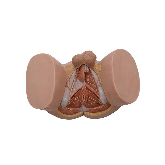 Anatomische Modelle des Beckenbodens