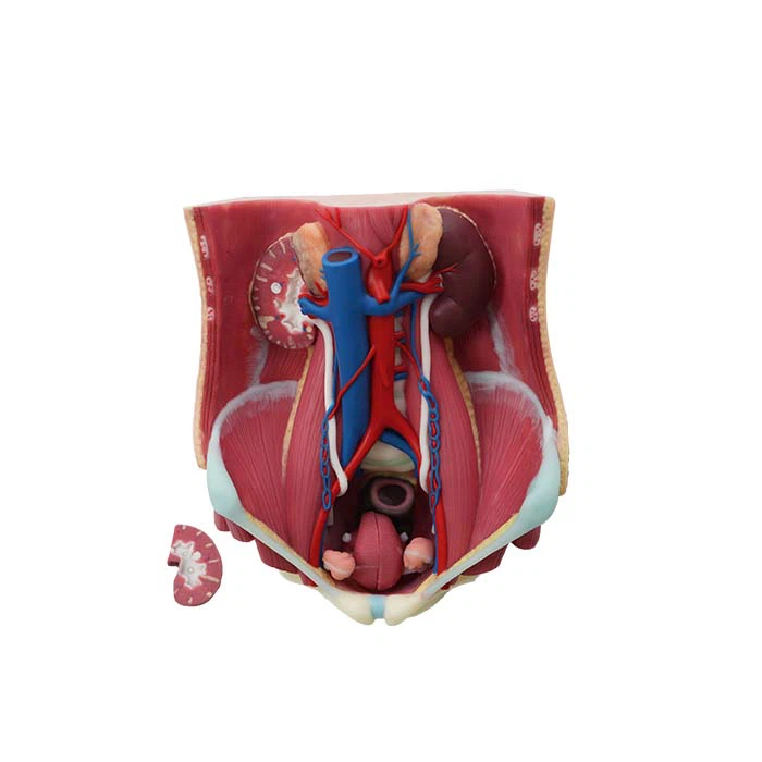 Anatomisches Modell aus Silikon