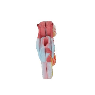 Larynx -Anatomie -Modell